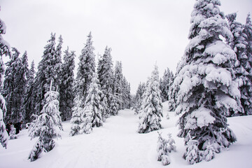 Panorama of the foggy winter landscape in the mountain