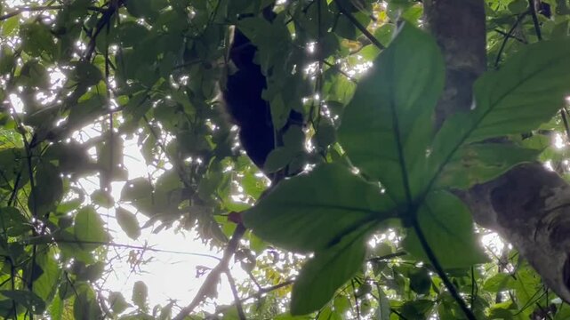 Howler Monkey Playing in Costa Rica Trees