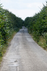 Quiet gravel pathway surrounded by lush greenery in a rural setting under a cloudy sky