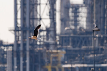 Seagull soaring above an industrial landscape during the day amidst towering structures and machinery