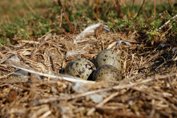 Nest of three speckled eggs resting on a bed of dried grass and straw in a natural environment