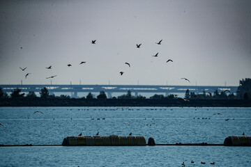 Birds soaring above a serene lake with a distant bridge under a cloudy sky during twilight hours