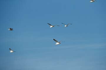 Birds soaring gracefully in a clear blue sky during midday, showcasing nature's beauty and freedom of flight