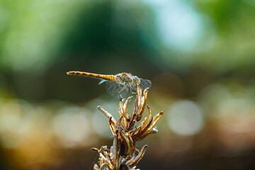 Dragonfly perched on a dried flower stalk in a natural setting during daylight