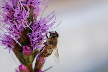 Close-up of a bee collecting nectar from a purple flower in a natural setting during the day