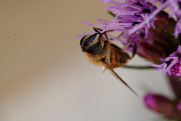 Close-up view of a honeybee collecting nectar from purple flowers in a vibrant garden during sunny weather