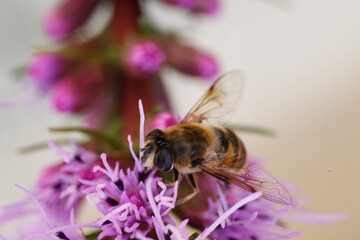 Bees pollinating purple flowers close up in a garden during spring