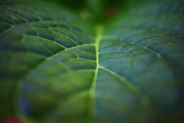 Close-up view of vibrant green leaves capturing the essence of nature's texture and color in a lush environment