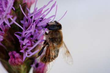 Close-up view of a bee collecting nectar from vibrant purple flowers in a sunny garden