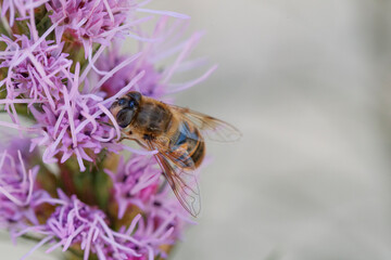 Close-up of a bee pollinating a vibrant purple flower in a natural setting during daylight hours