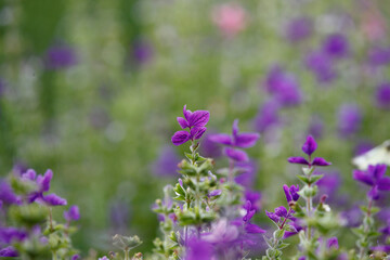 Blooming wildflowers create a vibrant display in a sunlit field during spring, inviting visitors to enjoy nature's beauty