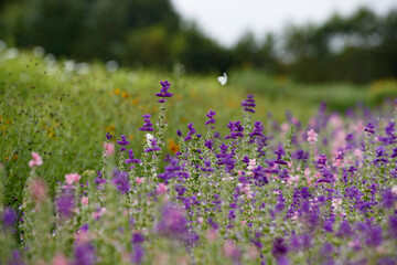Naklejka premium Beautiful wildflower meadow filled with vibrant purple and pink blossoms during a sunny day in springtime