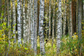 Birch forest in autumn in Sweden