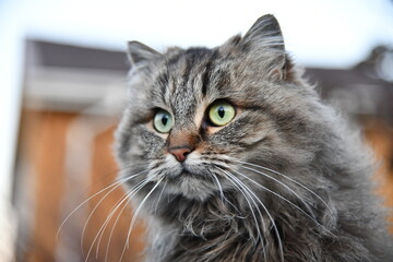 The cat looks to the side and sits on a green lawn. Portrait of a fluffy gray cat with green eyes in nature, close up. Siberian