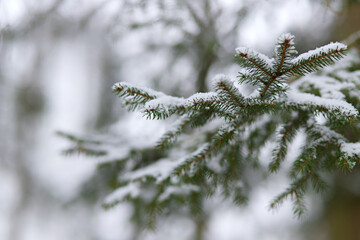 Snow-covered green spruce branches in winter. Evergreen branches of a Christmas tree. Natural beautiful winter background