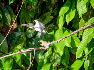 An Amazon Kingfisher ( Chloroceryle amazona) flying away on a branch of the Amazon.