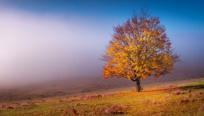 gentle minimal autumn landscape a tree this is inside the fog whose leaves of warm purple and yellow hues are slowly falling alternate of seasons