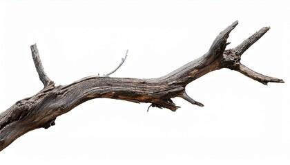 dried old spooky dead tree branch isolated on white background cut out