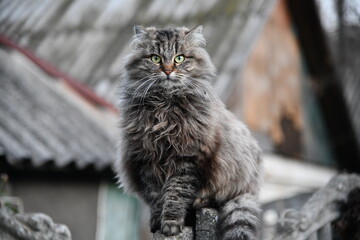 The cat looks to the side and sits on a green lawn. Portrait of a fluffy gray cat with green eyes in nature, close up. Siberian