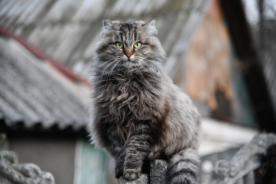 The cat looks to the side and sits on a green lawn. Portrait of a fluffy gray cat with green eyes in nature, close up. Siberian - Powered by Adobe