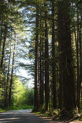 Fototapeta premium Drive through the woods
