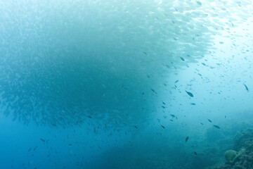 School of sea bream, Sarpa salpa, swimming to the surface of the water, Benidorm, Spain