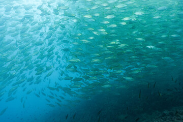 Shoal of fish salema porgy, Sarpa salpa, underwater in the Mediterranean sea