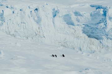 A group of adelie penguins tobogganing down an icy slope, gleefully sliding into the sea
