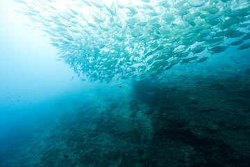 Selma porgy fish Sarpa salpa underwater in the Mediterranean Sea