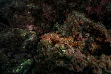 Small red scorpionfish Scorpaena notata, Benidorm, Spain