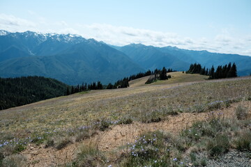 Wild field in the mountains