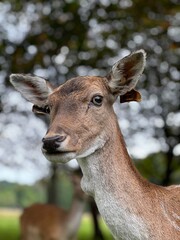 white tailed deer