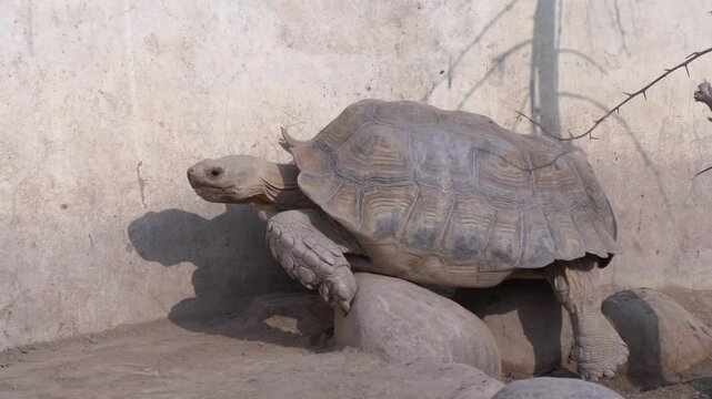 African Spurred Tortoise in a Natural Habitat, Giant Land Tortoise Close-Up, Wildlife Photography of a Desert Reptile