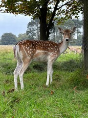 deer in the woods