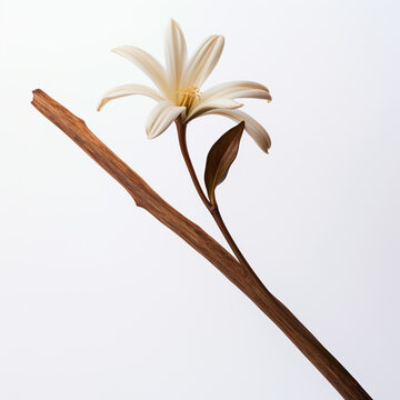 Flor de vainilla sobre fondo blanco 