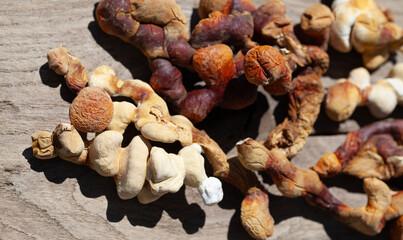 reishi, lingzhi, mushroom, chizhi, fungi, fungus ganoderma, multipileum, polypore, lucidum, traditional, medicine, antler, beta-glucans, medicinal, immunity, cultivated, harvest, anticancer, antitumor