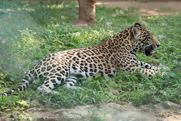 JAGUAR
