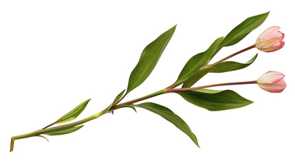 Obraz premium A pink tulip stem with fresh green leaves displayed on a white background
