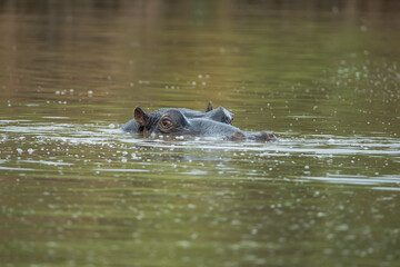 Fototapeta premium A hippo pops its head out of the water