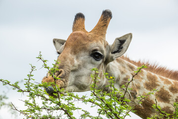 Giraffe eating leaves off a thorn tree