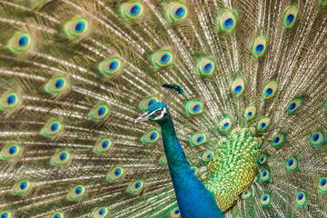 Obraz premium Male peacock with feathers spread out