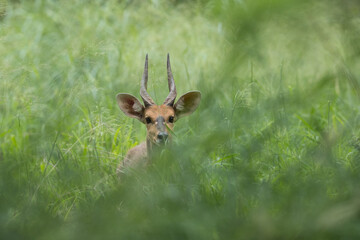 Bushbuck hidden in the long grass