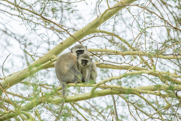 Two vervet monkeys cuddled together in a tree
