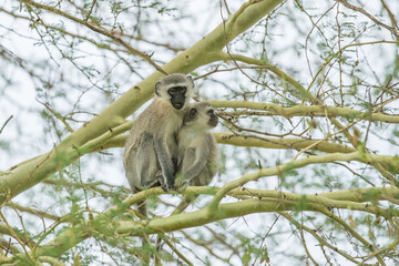 Two vervet monkeys cuddled together in a tree