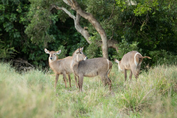 Female waterbuck standing in the african bush