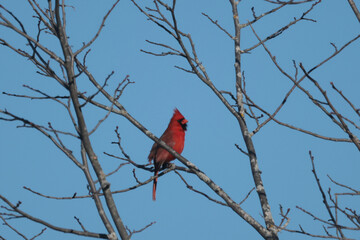 Cardinals in winter