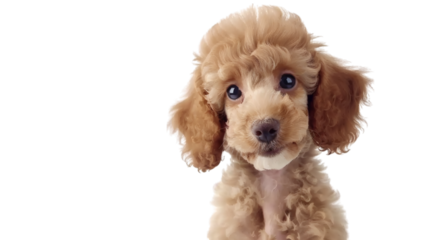 A poodle puppy sitting attentively with a cute expression on a white background