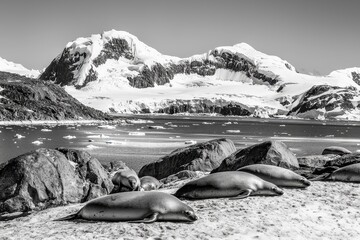 A herd of elephant seals basking on a rocky beach, molting under the summer Antarctic sun.