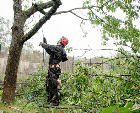 Tree care services and cultivation. Arborist tree surgeon cutting tree with chainsaw. Woodcutter in uniform climbing and trimming branches. Arboriculturalist at work. Working on heights.