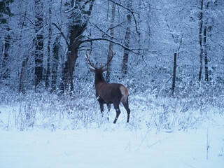 A male red deer (cervus elaphus) facing away from the camera in the snow at the Kottenforst forest...